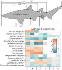 Image result for Nasolamia velox