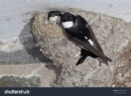 Attēlu rezultāti vaicājumam “Delichon urbicum adult”