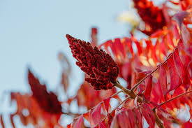Attēlu rezultāti vaicājumam “Rhus typhina”