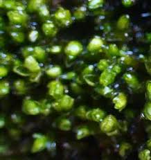 Attēlu rezultāti vaicājumam “Schistidium robustum”