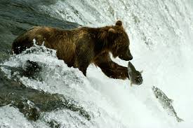 Image result for brown bear