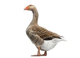 Attēlu rezultāti vaicājumam “Anser anser”