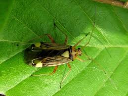 Attēlu rezultāti vaicājumam “Rhabdomiris striatellus”