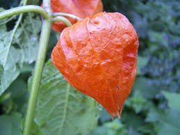 Attēlu rezultāti vaicājumam “Physalis alkekengi leaf”