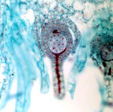 Attēlu rezultāti vaicājumam “Leiocolea rutheana sporophyte”