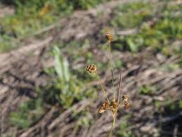 Attēlu rezultāti vaicājumam “Luzula campestris fruit”