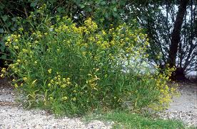 Attēlu rezultāti vaicājumam “Rorippa amphibia leaf”