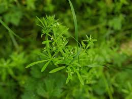 Attēlu rezultāti vaicājumam “Galium aparine leaf”