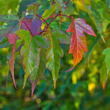 Attēlu rezultāti vaicājumam “Acer tataricum subsp. ginnala leaf”