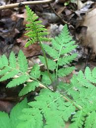 Attēlu rezultāti vaicājumam “Botrychium virginianum”