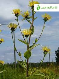 Attēlu rezultāti vaicājumam “Inula helenium”
