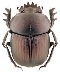 Attēlu rezultāti vaicājumam “Scarabaeidae”