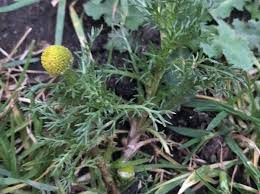 Attēlu rezultāti vaicājumam “Matricaria discoidea leaf”