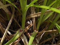 Attēlu rezultāti vaicājumam “Carex spicata”