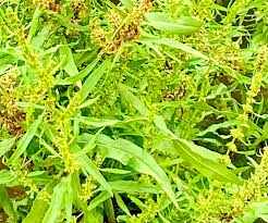 Attēlu rezultāti vaicājumam “Rumex maritimus leaf”