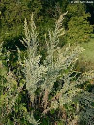 Attēlu rezultāti vaicājumam “Artemisia absinthium”