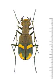 Attēlu rezultāti vaicājumam “Cicindela sylvatica”