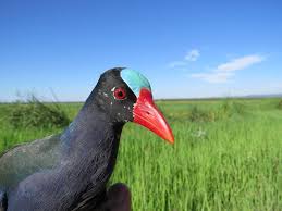 Image result for Porphyrio alleni