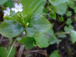 Attēlu rezultāti vaicājumam “Claytonia sibirica flower”