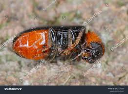 Attēlu rezultāti vaicājumam “Hylecoetus dermestoides female”