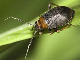 Attēlu rezultāti vaicājumam “Capsus ater”