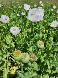 Image result for Papaver somniferum