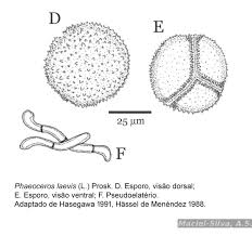 Attēlu rezultāti vaicājumam “Phaeoceros laevis subsp. carolinianus”