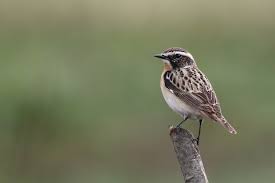 Attēlu rezultāti vaicājumam “Saxicola rubetra adult”