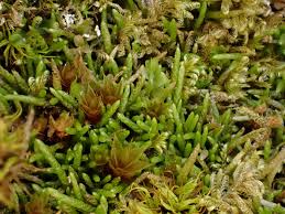 Attēlu rezultāti vaicājumam “Myurella julacea”