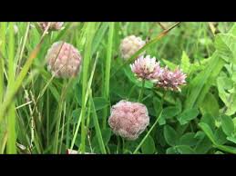 Attēlu rezultāti vaicājumam “Trifolium fragiferum fruit”