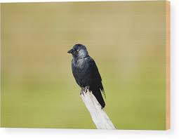 Attēlu rezultāti vaicājumam “Corvus monedula”