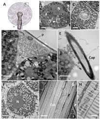 Attēlu rezultāti vaicājumam “Lamproderma columbinum stalked”