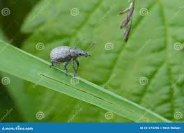 Attēlu rezultāti vaicājumam “Philopedon plagiatum”