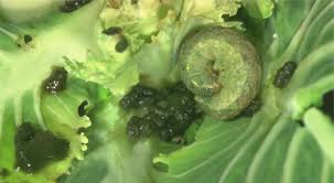 Attēlu rezultāti vaicājumam “Mamestra brassicae pupa”