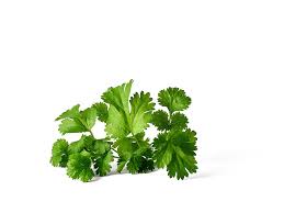 Image result for Koriander