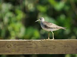 Image result for Tringa brevipes