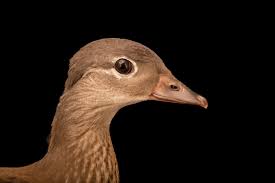 Attēlu rezultāti vaicājumam “Aix galericulata”