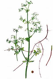 Attēlu rezultāti vaicājumam “Galium elongatum leaf”