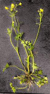 Attēlu rezultāti vaicājumam “Ranunculus bulbosus flower”