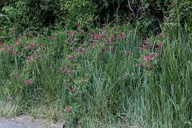 Attēlu rezultāti vaicājumam “Lathyrus tuberosus”