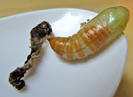 Attēlu rezultāti vaicājumam “Sacchiphantes abietis exuvia”