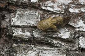 Attēlu rezultāti vaicājumam “Aphrophora alni imago”