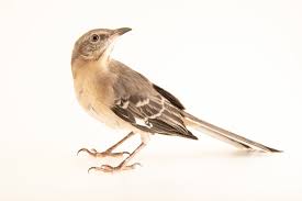 Image result for Mimus polyglottos