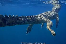 Image result for Crocodylus acutus