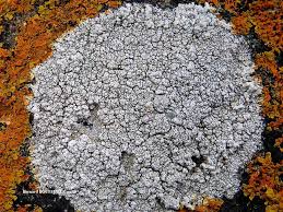 Attēlu rezultāti vaicājumam “Pertusaria pertusa”