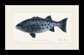 Image result for Stereolepis gigas