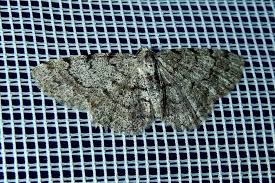 Attēlu rezultāti vaicājumam “Aethalura punctulata”