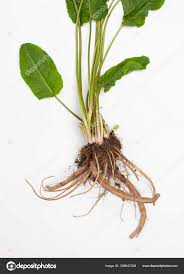 Attēlu rezultāti vaicājumam “Rumex crispus leaf”