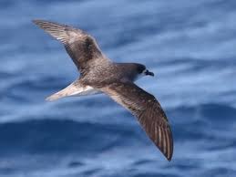 Image result for Pterodroma feae