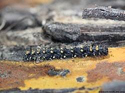 Attēlu rezultāti vaicājumam “Parascotia fuliginaria”